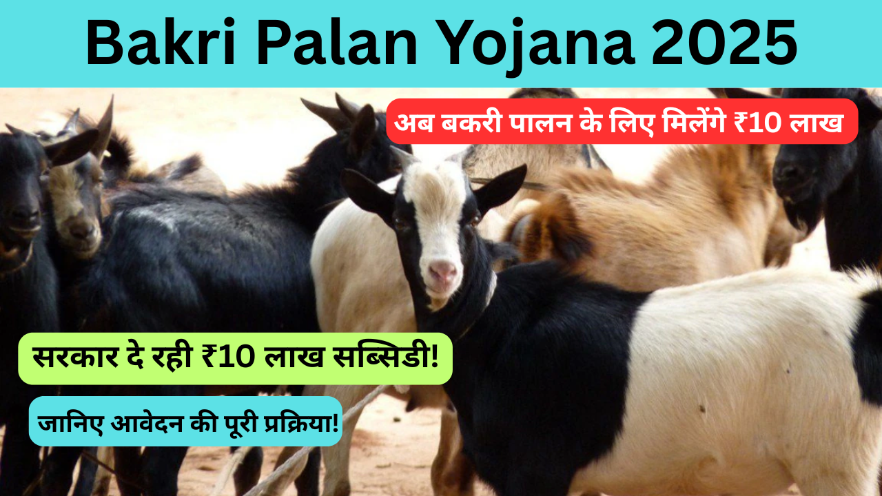 Bakri Palan Yojana 2025