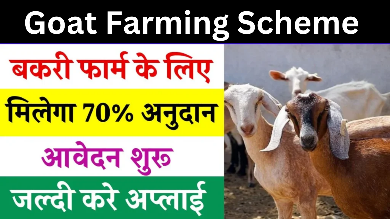 Goat Farming Scheme
